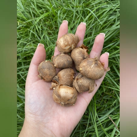 Луковици - Минзухари