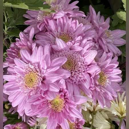 Високостеблени хризантеми