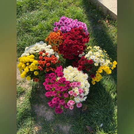 Кълбовидни хризантеми микс