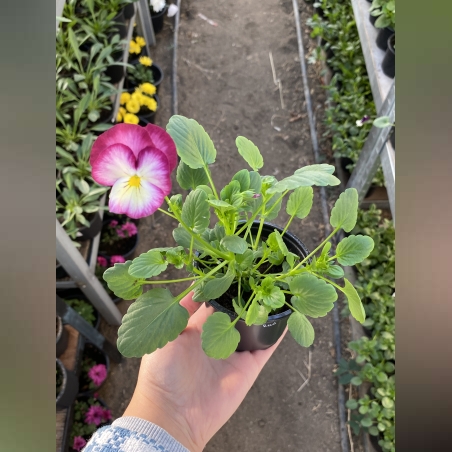 Бордюрни теменужки