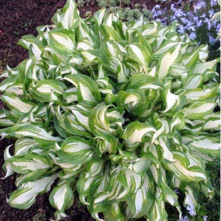 Хоста /Hosta/ - Hosta Mediovariegata