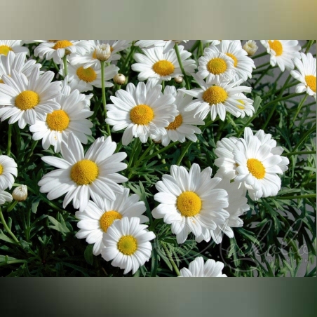 Маргарита (едроцветна)