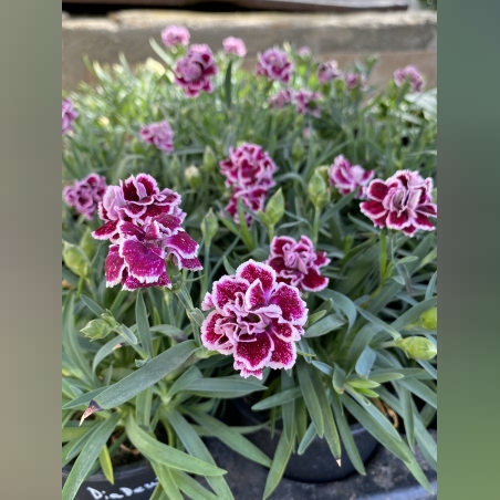 Ароматен карамфил