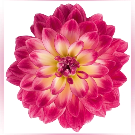 Нискостеблена кичеста далия - Dalaya® Midi Malta