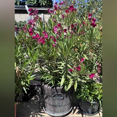 Олеандър/Зокум/Лян - (Nerium oleander)