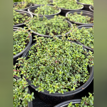 Пълзяща мащерка