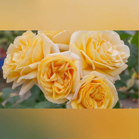 MICHELANGELO ® Meitelov