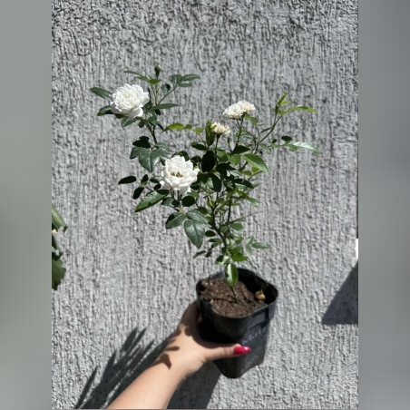 Бордюрна роза