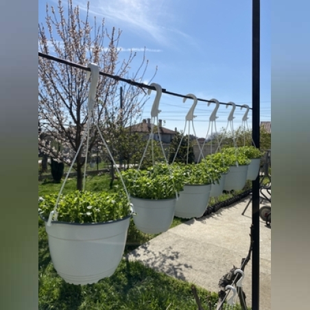 Кампанула кошница – Ф 15