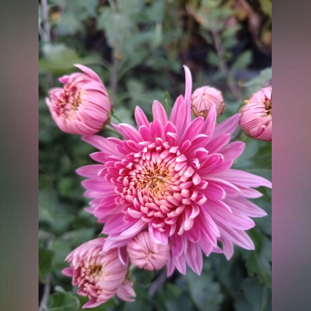 Бългрски хризантеми - различни сортове