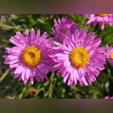Алпийска астра /Aster alpinus/ - Happy end pink