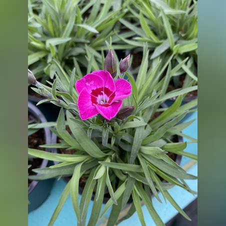 Каскаден ароматен карамфил