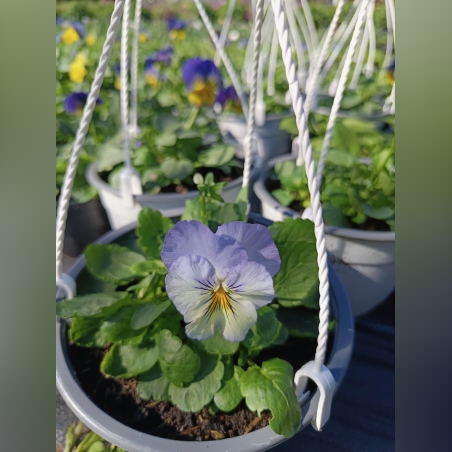 Каскадни теменужки - кошнички