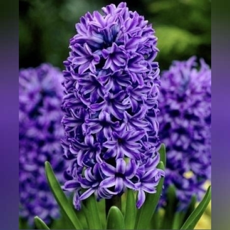 Зюмбюл Antlantic