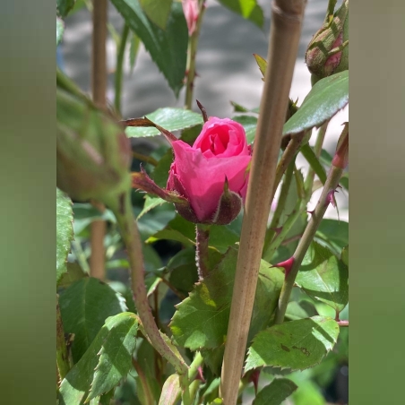 Катерливи рози