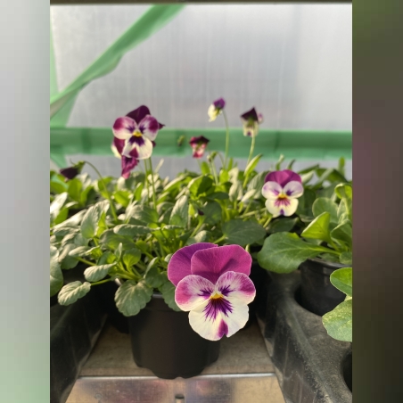 Каскадни теменужки