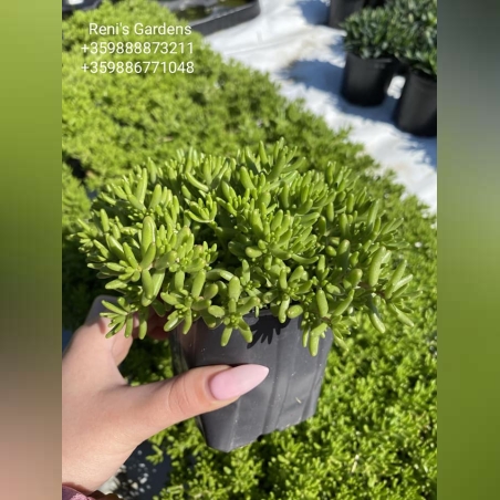 Седум коралов килим (Sedum album Coral Carpet)