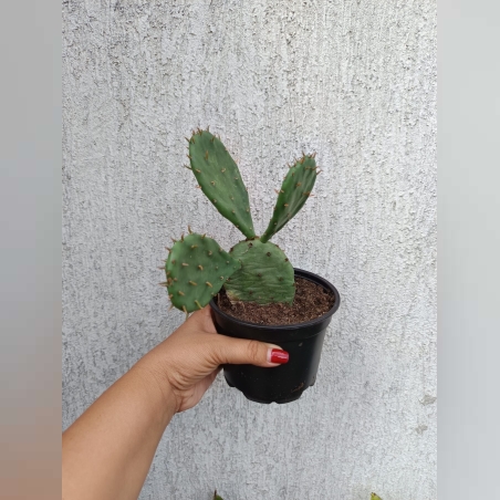 Опунция (Opuntia) - голяма