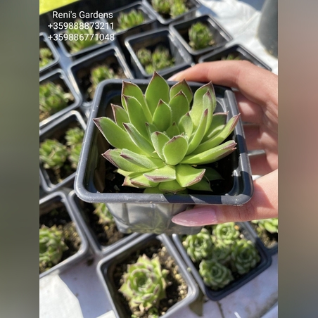 Семпервивум Рейнхард (Sempervivum Reinhard)