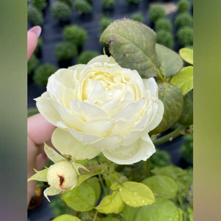 Щамбова роза - бяло-зелена