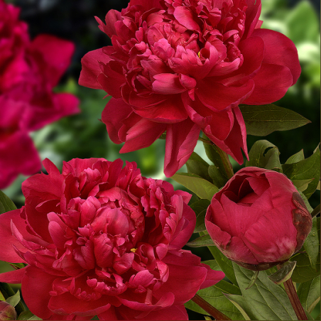 Кичест божур - червен