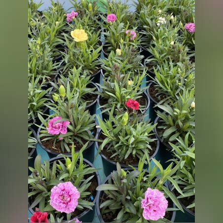 Карамфили тройки