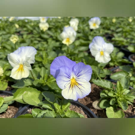 Каскадни теменужки