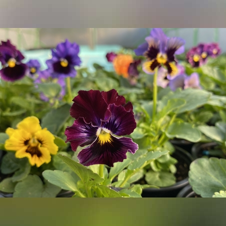 Къдрави теменужки