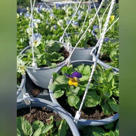 Каскадни теменужки - големи кошнички