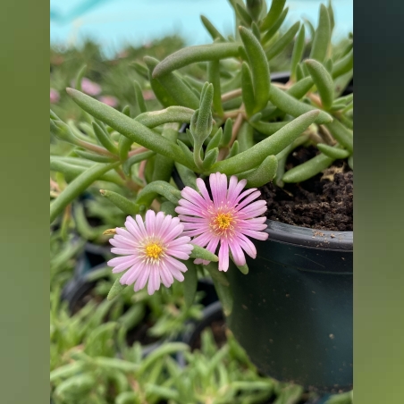 Делосперма