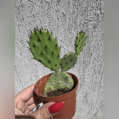 Опунция (Opuntia) - малка