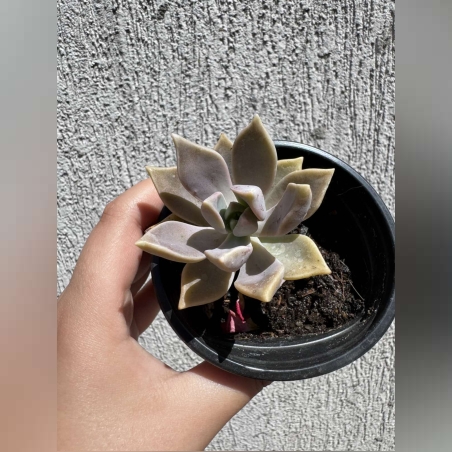 Сукулент Graptopetalum paraguayense - малък