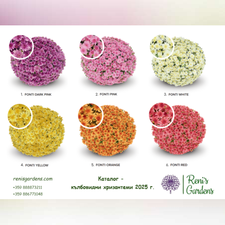 Кълбовидни хризантеми - сорт Fonti
