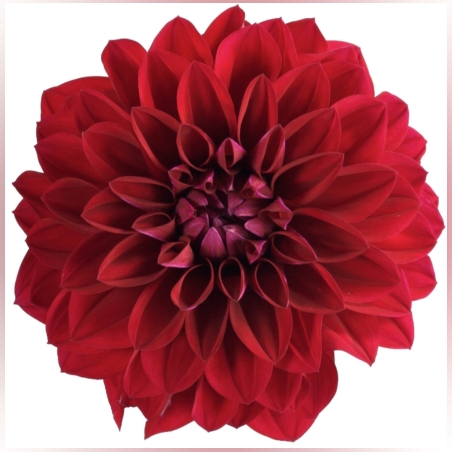 Нискостеблена кичеста далия - Dalaya® Midi Mariana