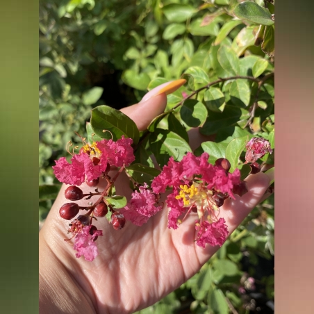 Индийски люляк - Lagerstroemia indica