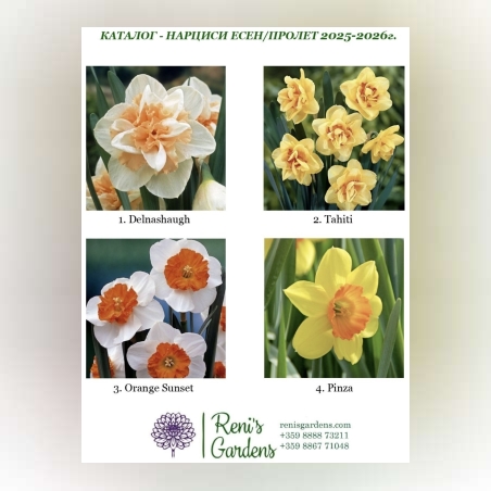 Луковици - Нарциси