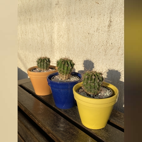 Кактус в керамична кашпа