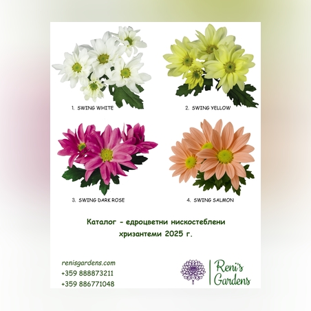 Разсад едроцветна нискостеблена хризантема - патронче