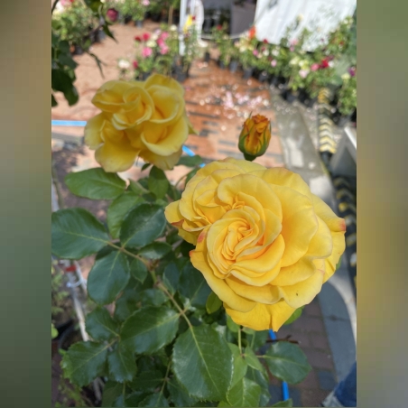 Щамбова роза - Жълта