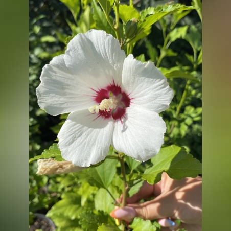 Дървовидна ружа - Hibiscus syriacus