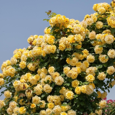 Gpt RIMOSA®  (Gold Bunny®) Meigro-Nurisar