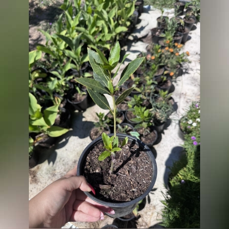 Дафинов лист