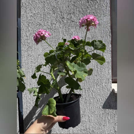 Мушкато (Pelargonium zonale) - кичест сорт