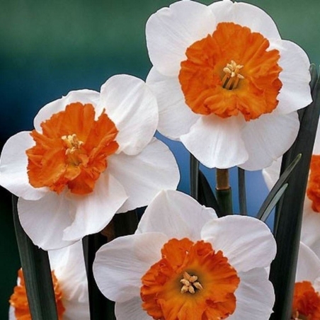 Нарцис Orange Sunset