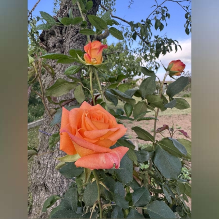 Щамбова роза - Оранжева