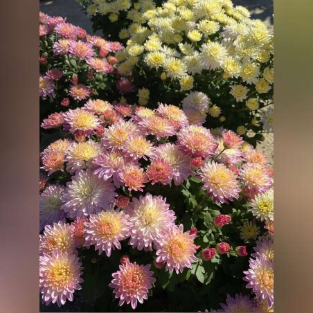 Кълбовидни хризантеми