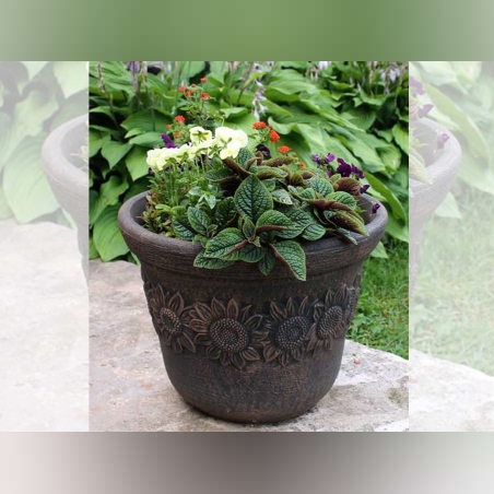 Саксия Планика - кръгла средна