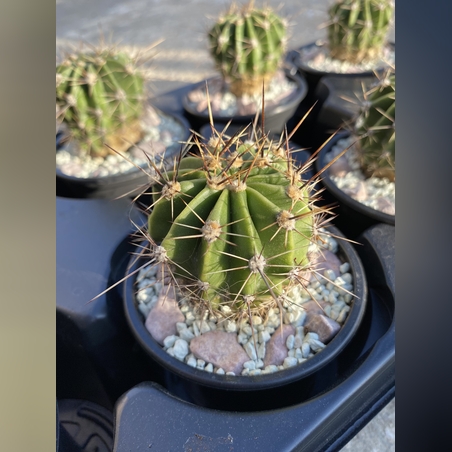 Кактус - Echinopsis oxygona