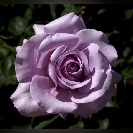 Щамбова роза - лилава