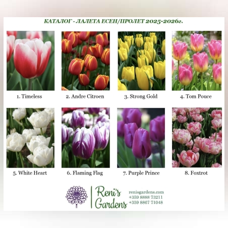 Луковици - Лалета